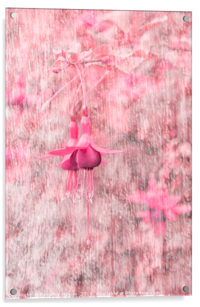 Pink Fuchsia Acrylic by Rosaline Napier