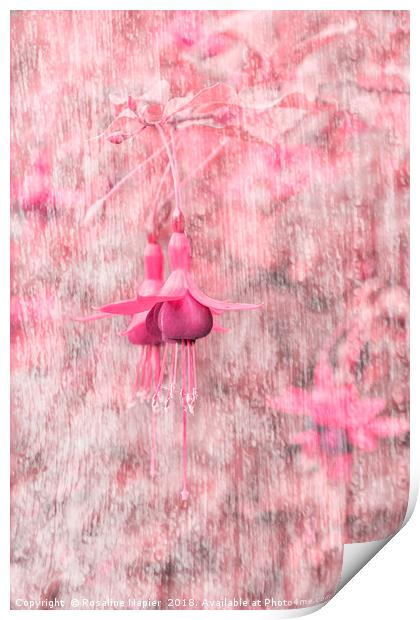 Pink Fuchsia Print by Rosaline Napier