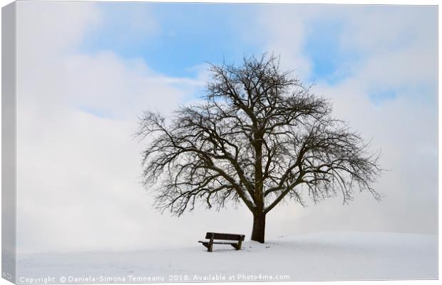 Single tree with bench and snow Canvas Print by Daniela Simona Temneanu