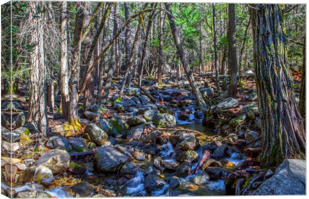 Yosemite Woodland Canvas Print by David Hare