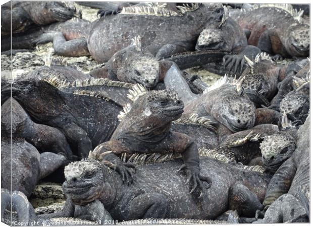 Galapagos marine iguanas sunning themselves Canvas Print by yvonne & paul carroll