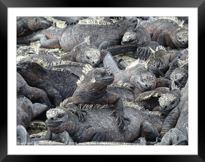 Galapagos marine iguanas sunning themselves Framed Mounted Print by yvonne & paul carroll