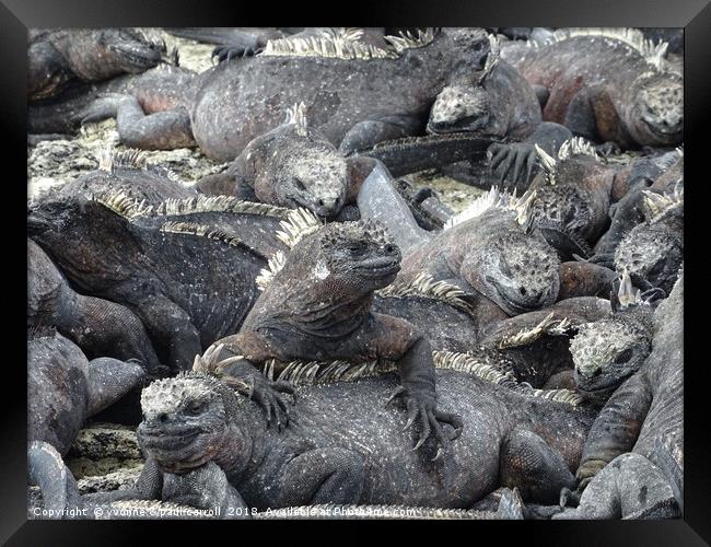 Galapagos marine iguanas sunning themselves Framed Print by yvonne & paul carroll