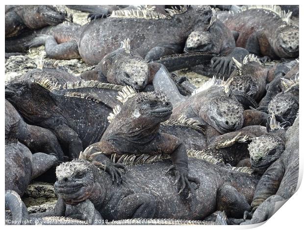 Galapagos marine iguanas sunning themselves Print by yvonne & paul carroll