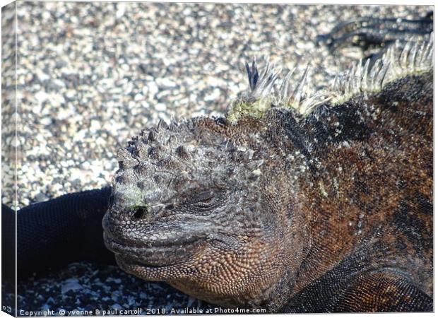 Galapagos marine iguana close-up Canvas Print by yvonne & paul carroll