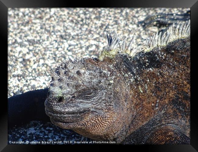 Galapagos marine iguana close-up Framed Print by yvonne & paul carroll