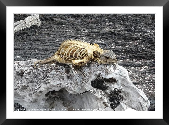 Carcass of a dead Galapagos marine iguana Framed Mounted Print by yvonne & paul carroll