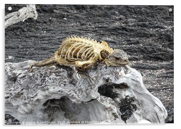 Carcass of a dead Galapagos marine iguana Acrylic by yvonne & paul carroll