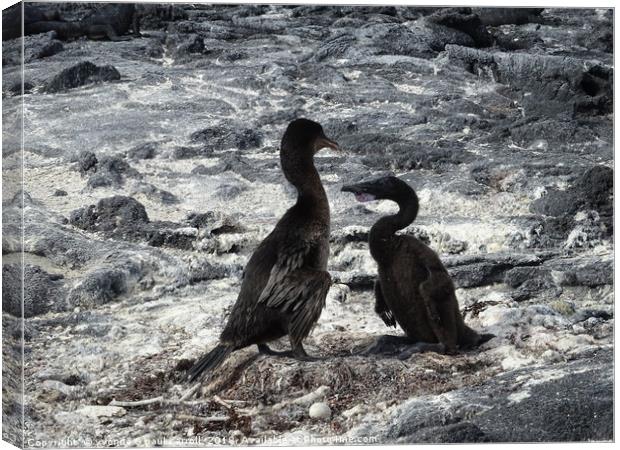Galapagos flightless cormorants - father and baby Canvas Print by yvonne & paul carroll