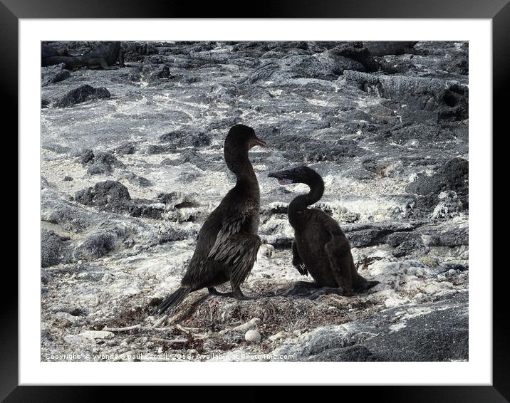 Galapagos flightless cormorants - father and baby Framed Mounted Print by yvonne & paul carroll