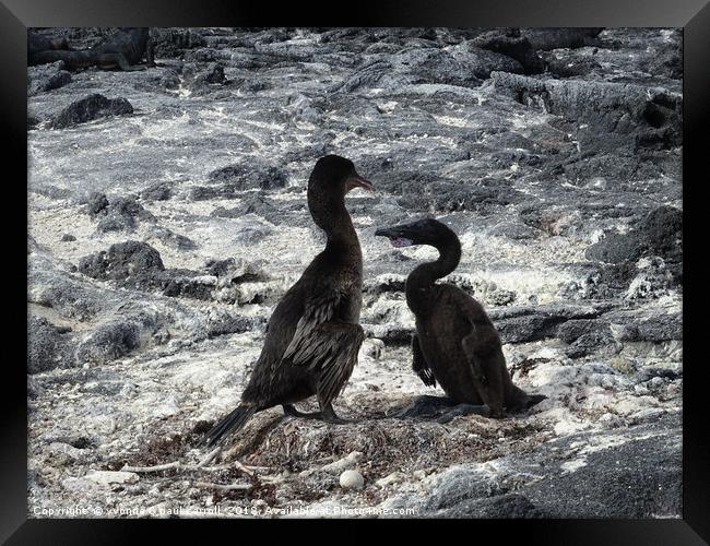 Galapagos flightless cormorants - father and baby Framed Print by yvonne & paul carroll