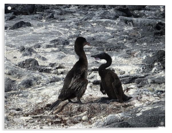 Galapagos flightless cormorants - father and baby Acrylic by yvonne & paul carroll