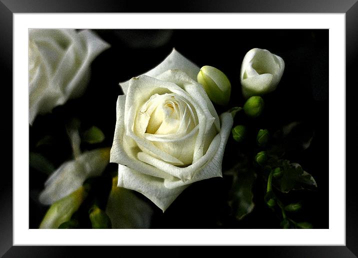 White Rose Framed Mounted Print by Dawn O'Connor
