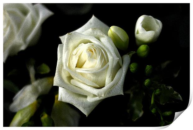 White Rose Print by Dawn O'Connor