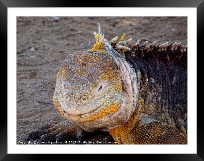 Galapagos land iguana close-up Framed Mounted Print by yvonne & paul carroll