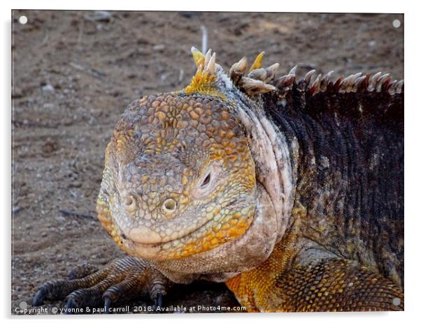 Galapagos land iguana close-up Acrylic by yvonne & paul carroll