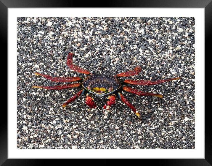 Galapagos "Sally Lightfoot" crab Framed Mounted Print by yvonne & paul carroll