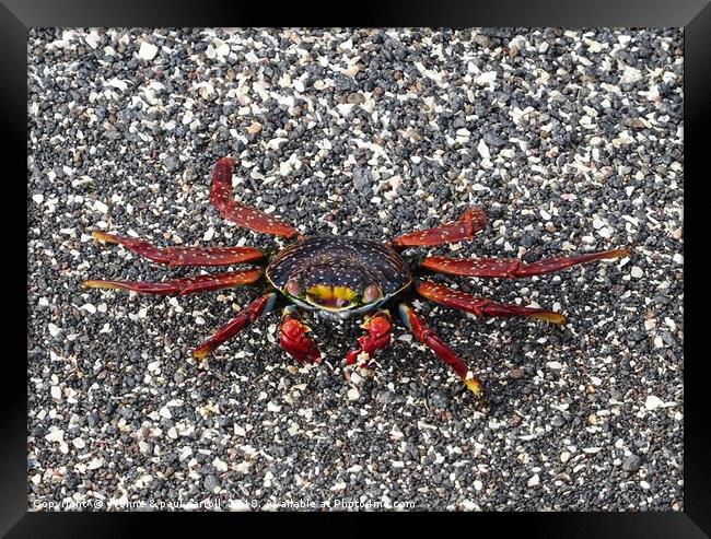 Galapagos "Sally Lightfoot" crab Framed Print by yvonne & paul carroll