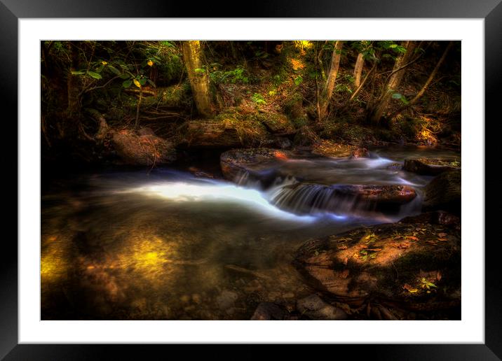 Dappled light and Autumn colours Framed Mounted Print by Leighton Collins