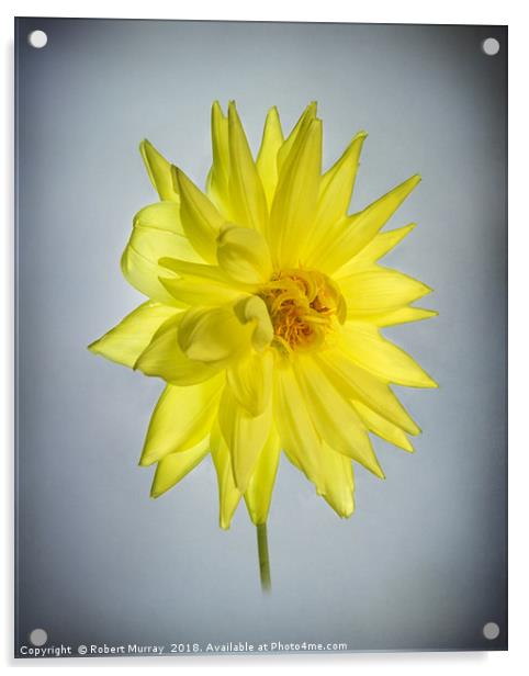 Yellow Dahlia Acrylic by Robert Murray
