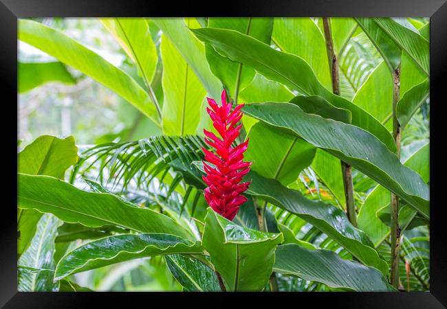 Alpinia Purpurata, Red Ginger Framed Print by Paul Smith