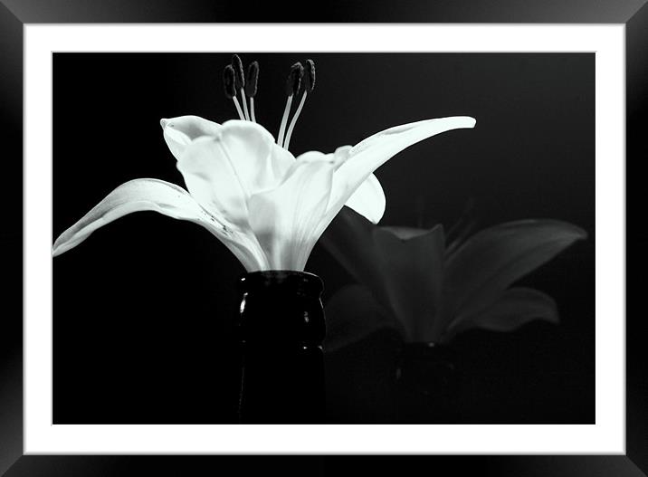 Champagne Lily Framed Mounted Print by Louise Godwin