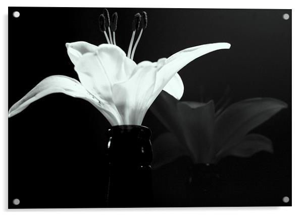 Champagne Lily Acrylic by Louise Godwin