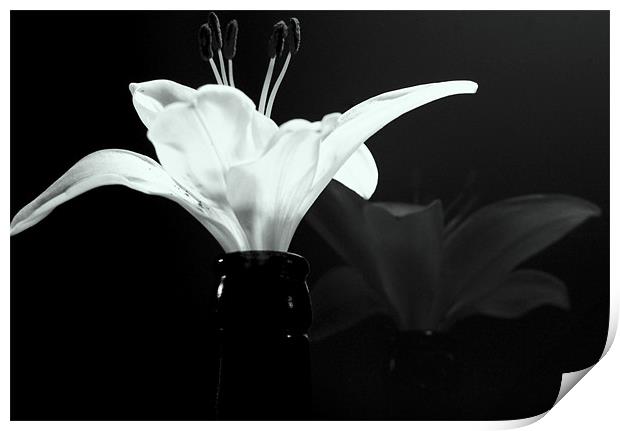 Champagne Lily Print by Louise Godwin