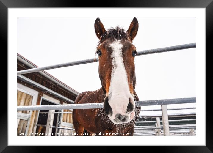 Horse looking at camera while snowing Framed Mounted Print by Daniela Simona Temneanu