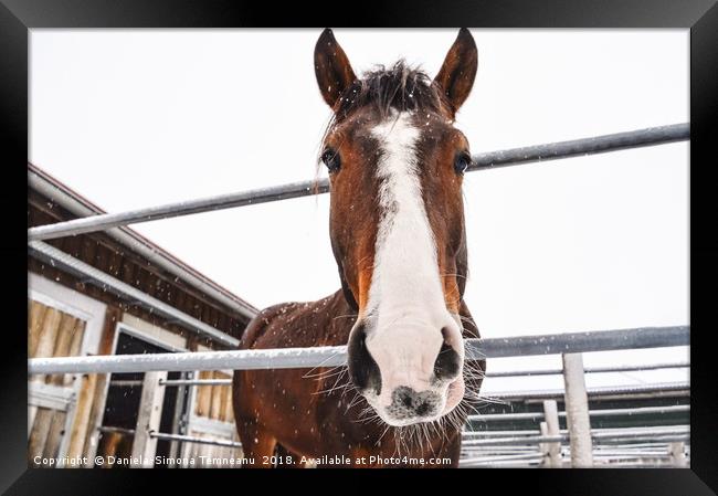 Horse looking at camera while snowing Framed Print by Daniela Simona Temneanu