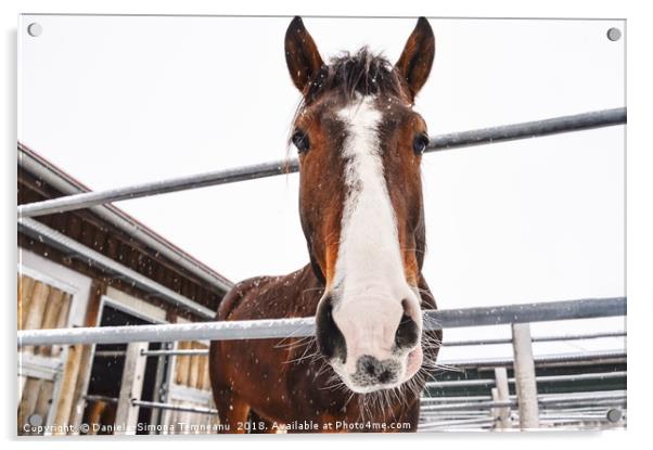 Horse looking at camera while snowing Acrylic by Daniela Simona Temneanu