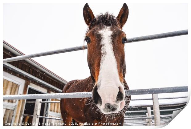 Horse looking at camera while snowing Print by Daniela Simona Temneanu