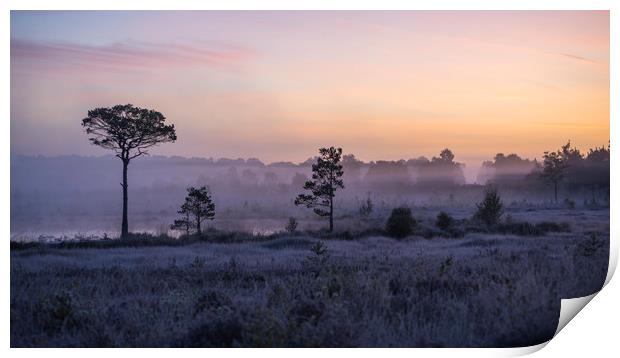 Morning mist Print by Dave Wragg