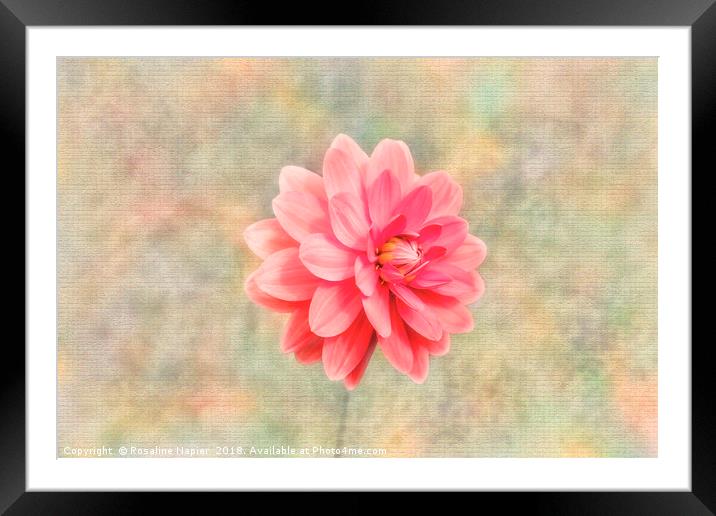 Pink dahlia on texture Framed Mounted Print by Rosaline Napier