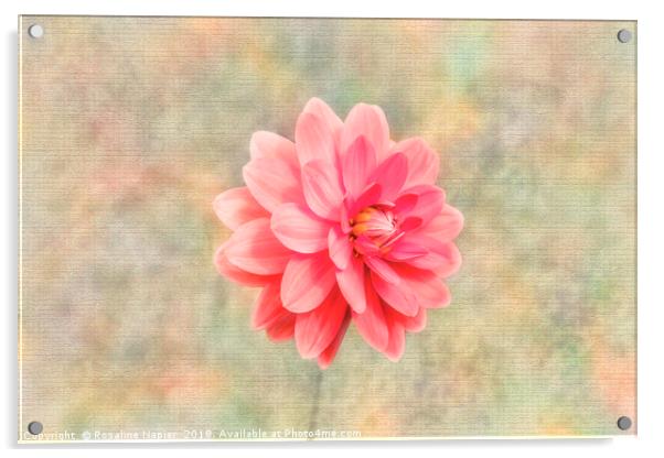 Pink dahlia on texture Acrylic by Rosaline Napier