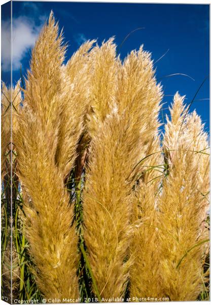 Pampas Canvas Print by Colin Metcalf