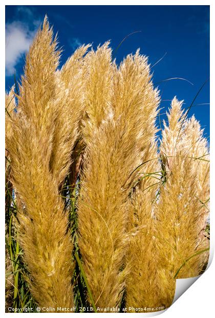 Pampas Print by Colin Metcalf