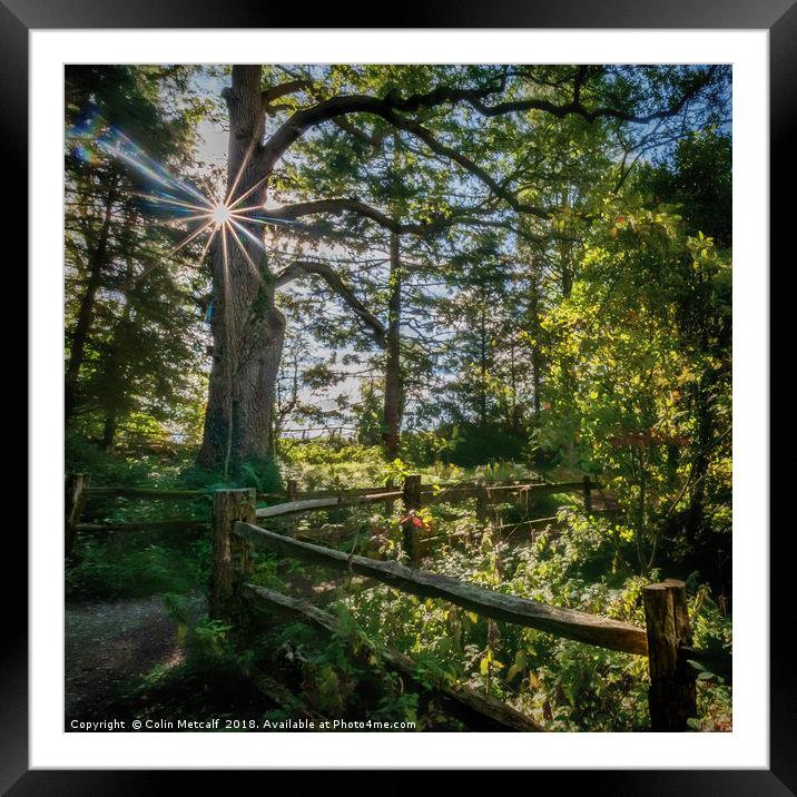 Rustic Fenceline Framed Mounted Print by Colin Metcalf