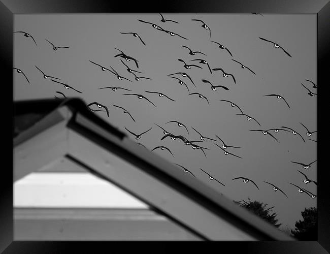 Bird & beach Hut Framed Print by kelly Draper