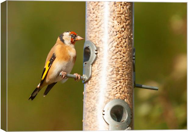 Hungry Goldfinch Canvas Print by Jonathan Thirkell