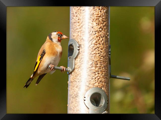 Hungry Goldfinch Framed Print by Jonathan Thirkell