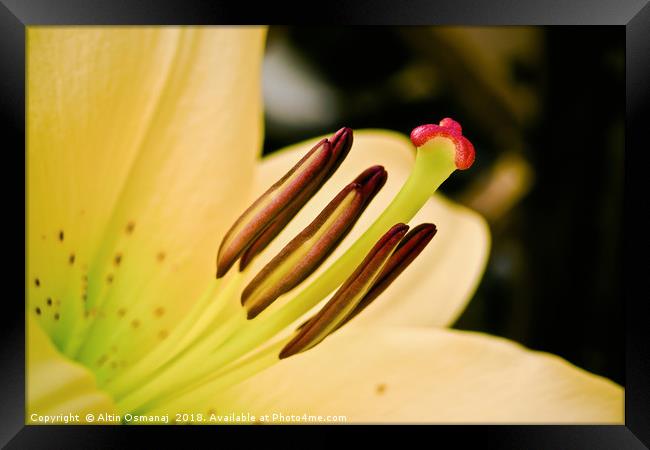 Lily yellow flower close up focusing on the pistil Framed Print by Altin Osmanaj