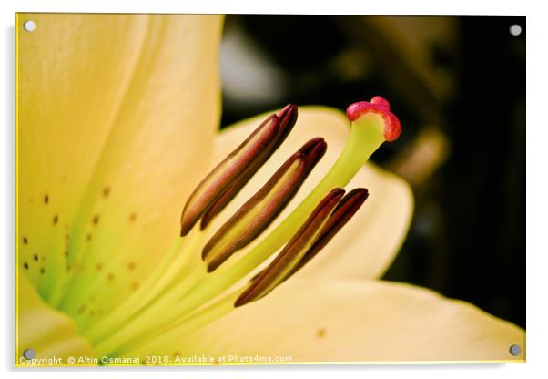 Lily yellow flower close up focusing on the pistil Acrylic by Altin Osmanaj