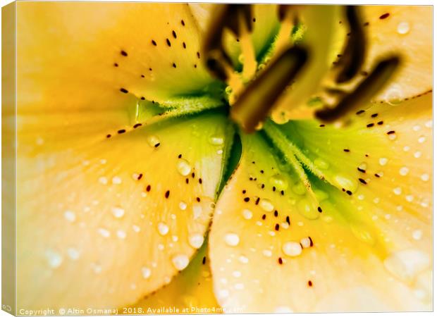 Lily yellow flower close up focusing on the pistil Canvas Print by Altin Osmanaj