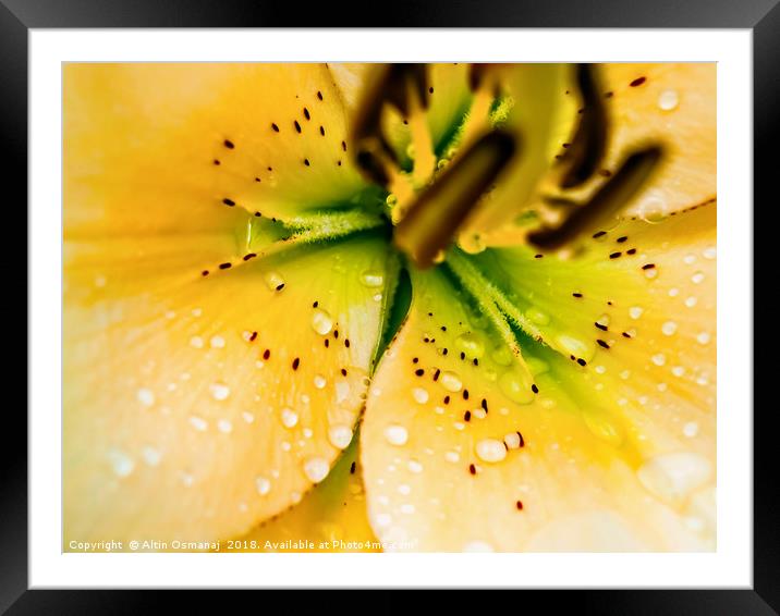 Lily yellow flower close up focusing on the pistil Framed Mounted Print by Altin Osmanaj