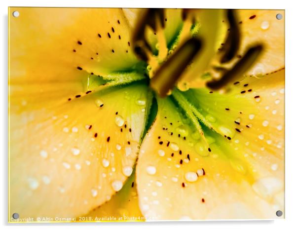 Lily yellow flower close up focusing on the pistil Acrylic by Altin Osmanaj