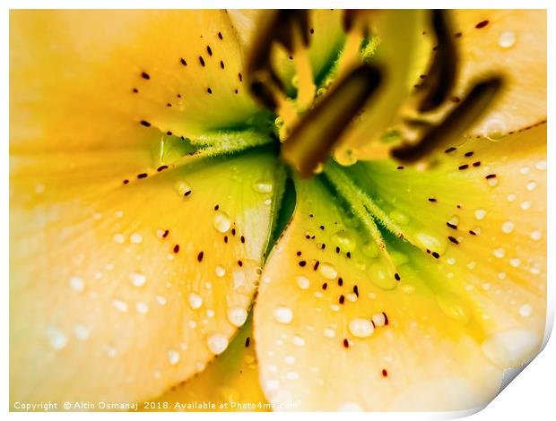 Lily yellow flower close up focusing on the pistil Print by Altin Osmanaj