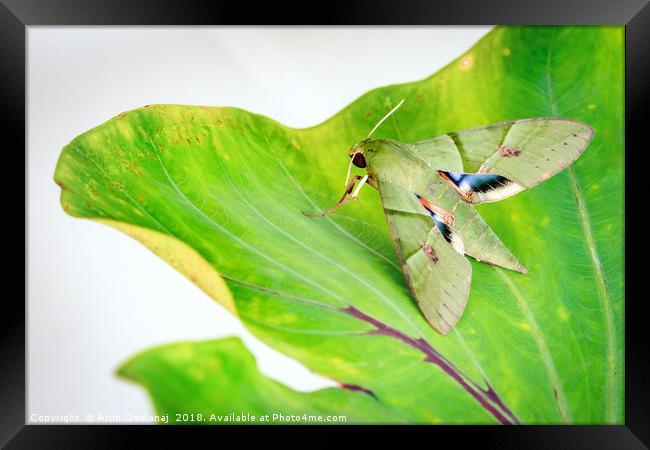 Eumorpha labruscae gaudy sphinx green moth catapil Framed Print by Altin Osmanaj