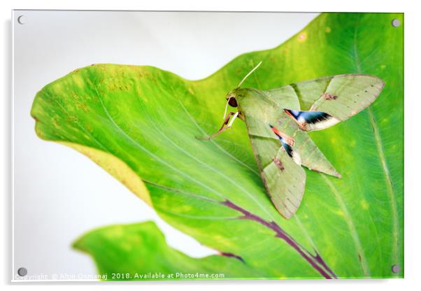 Eumorpha labruscae gaudy sphinx green moth catapil Acrylic by Altin Osmanaj