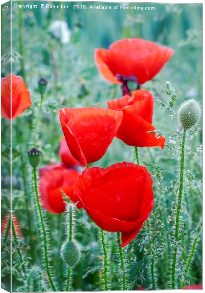 Field poppies Canvas Print by Robin Lee